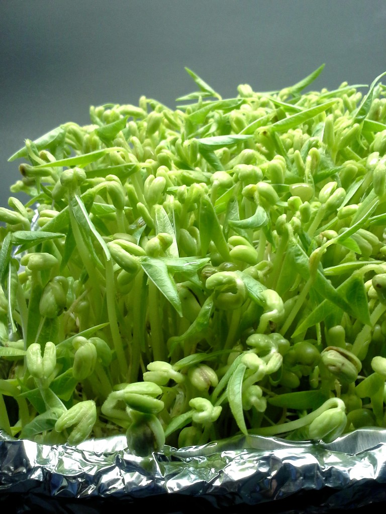 bean sprouts